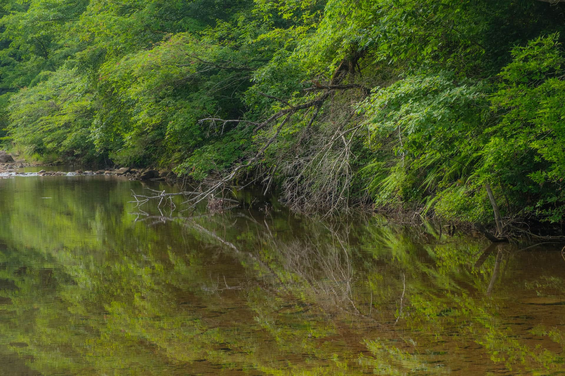 新緑が川に鏡面のように写っている写真